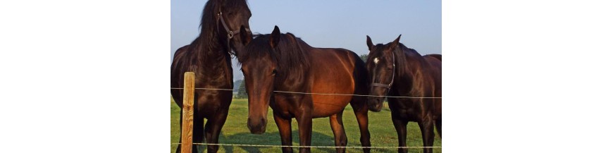 Weide afrastering voor paarden | Weide omheining